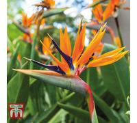 Thompson & Morgan Houseplant Bird Of Paradise 13Cm Pot X 2