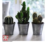 Thompson & Morgan Houseplant Cactus Mixed 5.5Cm Pot Pot X 1