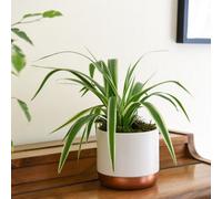 Thompson & Morgan Houseplant Chlorophytum (Spider Plant) Comosum Variegatum (Height 32Cm) 12Cm Pot X 1 & Incredifeed