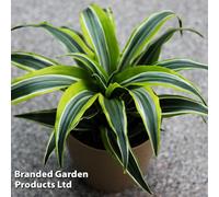 Thompson & Morgan Houseplant Dracaena (Dragon Tree) Fragrans Lemon Lime 12Cm Pot X 1