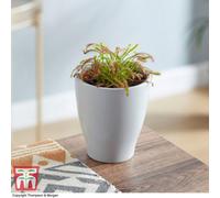 Thompson & Morgan Houseplant Drosera (Capensis) 9Cm Pot X 1