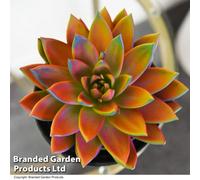 Thompson & Morgan Houseplant Echeveria Miranda Chameleon 12Cm Pot X 1