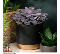 Thompson & Morgan Houseplant Echeveria Purple Pearl - Shine Like A Pearl 12Cm Pot X 1