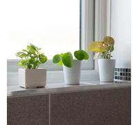 Thompson & Morgan Houseplant Green Mix 6Cm Potted Plant X 1