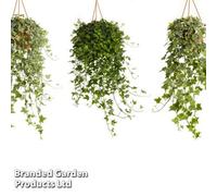 Thompson & Morgan Houseplant Hedera Mix 6Cm Pot X 3