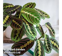 Thompson & Morgan Houseplant Maranta Leuconeura Var. Fascinator 8.5Cm Pot X 1