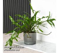 Thompson & Morgan Houseplant Microsorum Diversifolium 12Cm Pot X 1