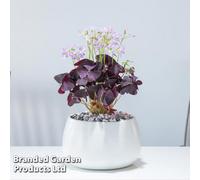 Thompson & Morgan Houseplant Oxalis Triangularis 12Cm Potted Plant X 1