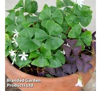 Thompson & Morgan Houseplant Oxalis Triangularis Subsp. Papilion 12Cm Potted Plant X 1