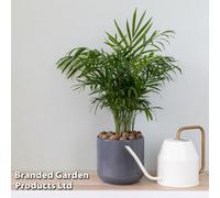 Thompson & Morgan Houseplant - Parlour Palm - Chamaedorea Elegans - 17Cm Potted Plant X 1