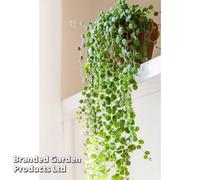 Thompson & Morgan Thompson & Morgan Peperomia prostrata (String of Turtles) 6cm Pot x 1, Green