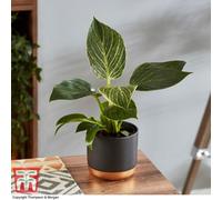 Thompson & Morgan Houseplant Philodendron White Measure 11Cm Potted Plant X1