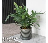 Thompson & Morgan Houseplant Phlebodium Aureum Blue Star 12Cm Pot X 1