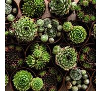 Thompson & Morgan Houseplant Sempervivum Mixed 5.5cm Pot x 3