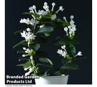 Thompson & Morgan Houseplant Stephanotis Floribunda On A Hoop 12Cm Pot X 1