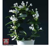 Thompson & Morgan Houseplant Stephanotis Floribunda On A Hoop 12Cm Potted Plant X 2 :