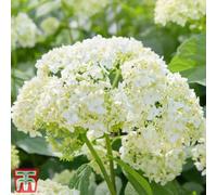 Thompson & Morgan Hydrangea Annabelle 12 Litre Potted Plant X 1