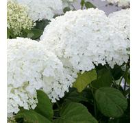 Thompson & Morgan Hydrangea Arborescens Annabelle 12 Litre Potted Plant X 2