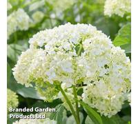 Thompson & Morgan Hydrangea Arborescens Annabelle 3.6 Litre Potted Plant X 1