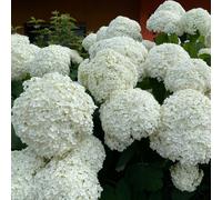 Thompson & Morgan Hydrangea Arborescens Annabelle 3L Pot x 1