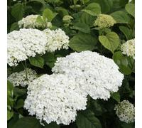 Thompson & Morgan Hydrangea Arborescens Strong Annabelle 5 Litre Potted Plant X 2