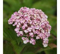 Thompson & Morgan Hydrangea Ayesha 3.6 Litre Potted Plant X 1