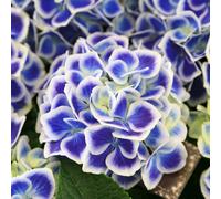Thompson and Morgan Hydrangea Bicolour Bavaria Plant Pot 10.5cm 2 Pack - Size: 120 x 120 x 120cm - Multi - Thompson & Morgan - Wilko