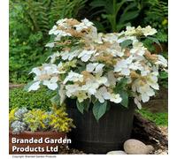 Thompson & Morgan 1 x Hydrangea Cloud Nine9cm Pot, White