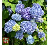 Thompson & Morgan Hydrangea Early Blue 10.5Cm Pot X 1