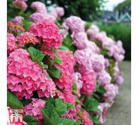 Thompson & Morgan Hydrangea Early Pink 10.5Cm Pot X 1
