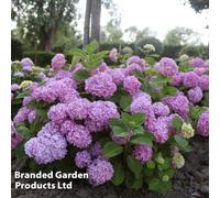 Thompson & Morgan Hydrangea Endless Summer The Original 3 Litre Potted Plant X 1