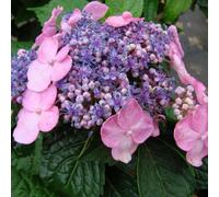 Thompson & Morgan Hydrangea Endless Summer Twist & Shout 3 Litre Potted Plant X 2