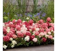 Thompson & Morgan Hydrangea Groundbreaker Ruby 2x 14cm Pots