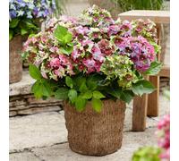 Thompson & Morgan Hydrangea Lady Mata Hari Pink 5 Litre Potted Plant X 1