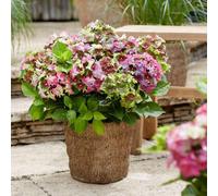 Thompson & Morgan Hydrangea Lady Mata Hari Pink 5L Pot X 2 - Hand-Painted Mophead Blooms Patio/border Shrub