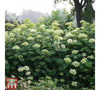 Thompson & Morgan Hydrangea Lime Rickey 3 Litre Potted Plant X 1 - Ideal For Lightly Shaded Borders