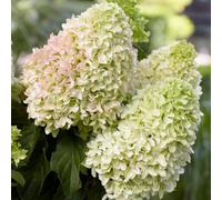 Thompson & Morgan Hydrangea Little Fresco 9Cm Potted Plant X 2
