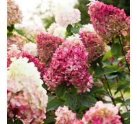 Thompson & Morgan Hydrangea Living 'Blush' Collection 1 Litre Pot x 3