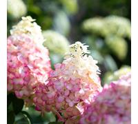 Thompson & Morgan Thompson & Morgan Hydrangea Paniculata Living Colourful Cocktail 12Cm Potted Plant X 1