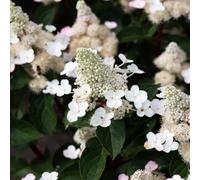 Thompson & Morgan Hydrangea Living Infinity 5 litre pot