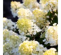 Thompson & Morgan Hydrangea Living Little Blossom 1 Litre Pot x1