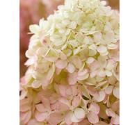 Thompson & Morgan Hydrangea Living Little Love 1 Litre Pot