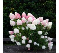 Thompson & Morgan Hydrangea Living Pink & Rose 1 Litre Pot x2