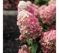 Thompson & Morgan Hydrangea Living Raspberry Pink 1 Litre Pot x1