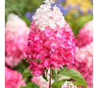 Thompson & Morgan Hydrangea Living Red Velvet 12cm Pot x2