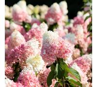 Thompson & Morgan Hydrangea Living Strawberry Blossom 12cm Pot
