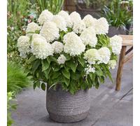Thompson & Morgan Hydrangea Living Sugar Rush 1 Litre Pot x1