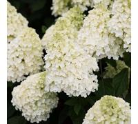 Thompson & Morgan Hydrangea Living Summer Snow 12cm Pot