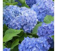 Thompson & Morgan Hydrangea Macrophylla Blue Danube 3 Litre Potted Plant X 2