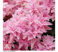 Thompson & Morgan Hydrangea Macrophylla Double Dutch Edam 14Cm Potted Plant X 1